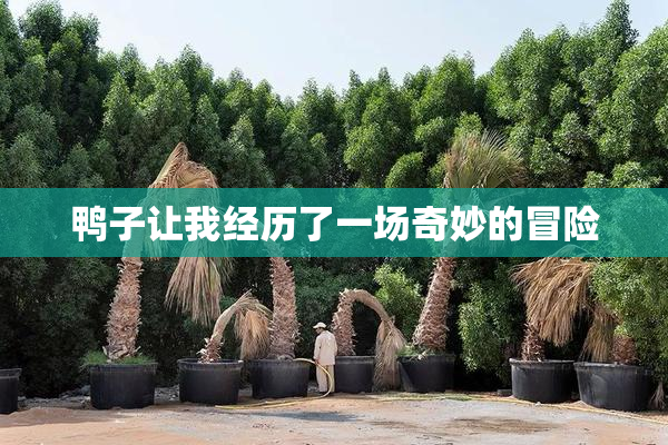 鸭子让我经历了一场奇妙的冒险
