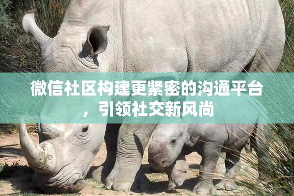 微信社区构建更紧密的沟通平台，引领社交新风尚