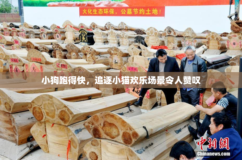 小狗跑得快，追逐小猫欢乐场景令人赞叹