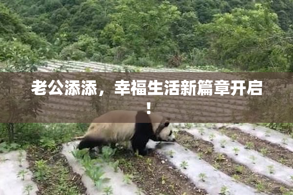 老公添添，幸福生活新篇章开启！