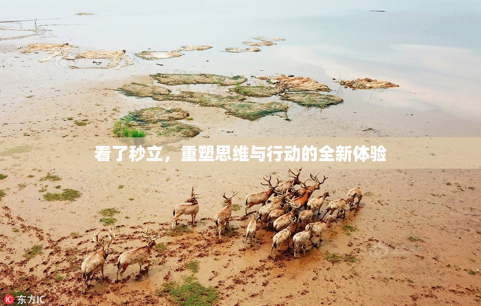 看了秒立，重塑思维与行动的全新体验