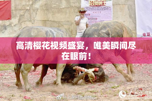 高清樱花视频盛宴，唯美瞬间尽在眼前！