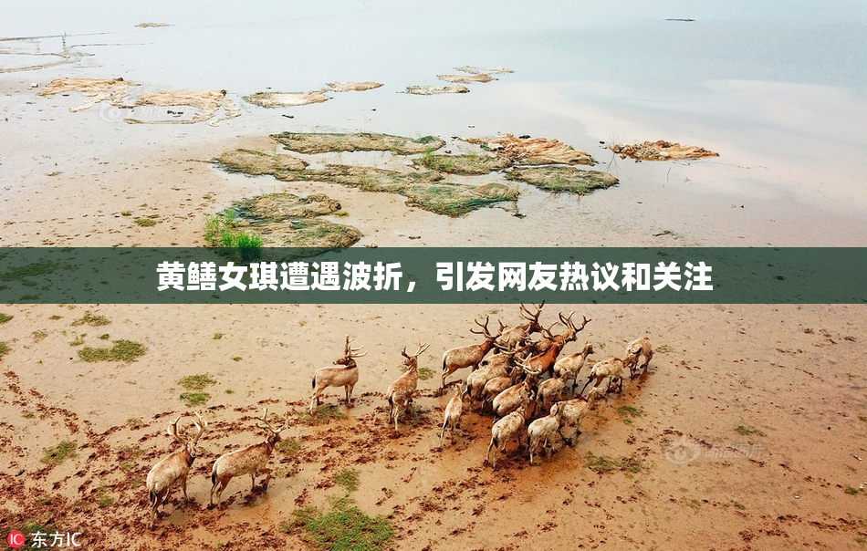 黄鳝女琪遭遇波折，引发网友热议和关注