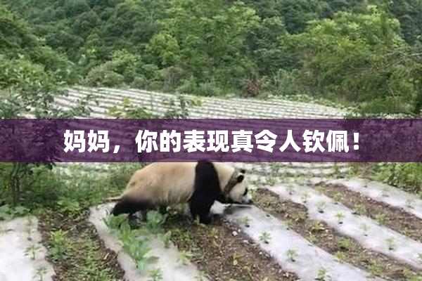 妈妈，你的表现真令人钦佩！