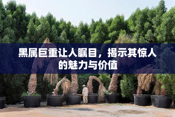 黑属巨重让人瞩目，揭示其惊人的魅力与价值