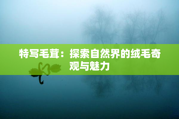 特写毛茸：探索自然界的绒毛奇观与魅力