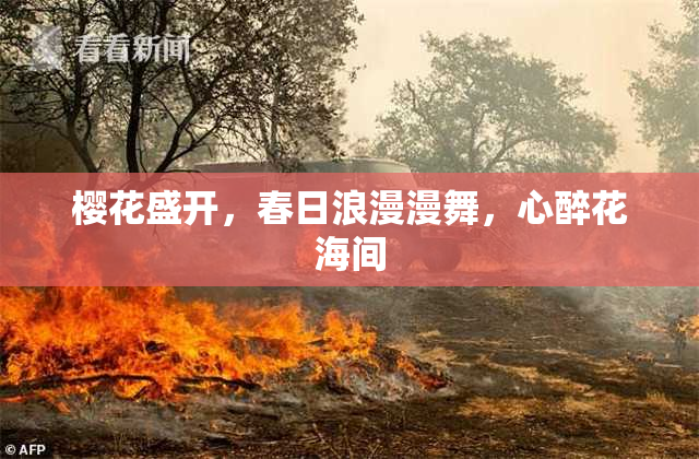 樱花盛开，春日浪漫漫舞，心醉花海间