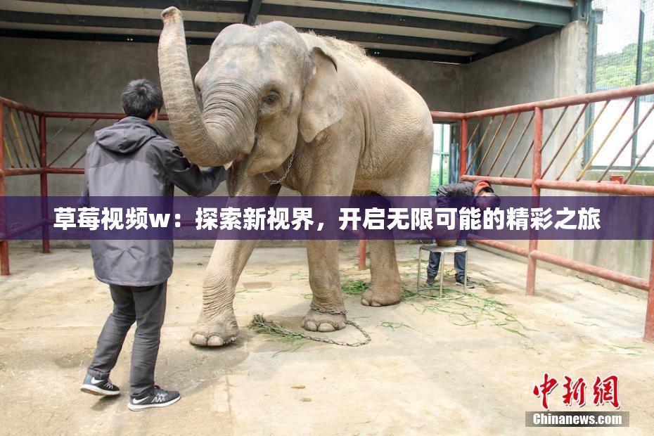 草莓视频w：探索新视界，开启无限可能的精彩之旅