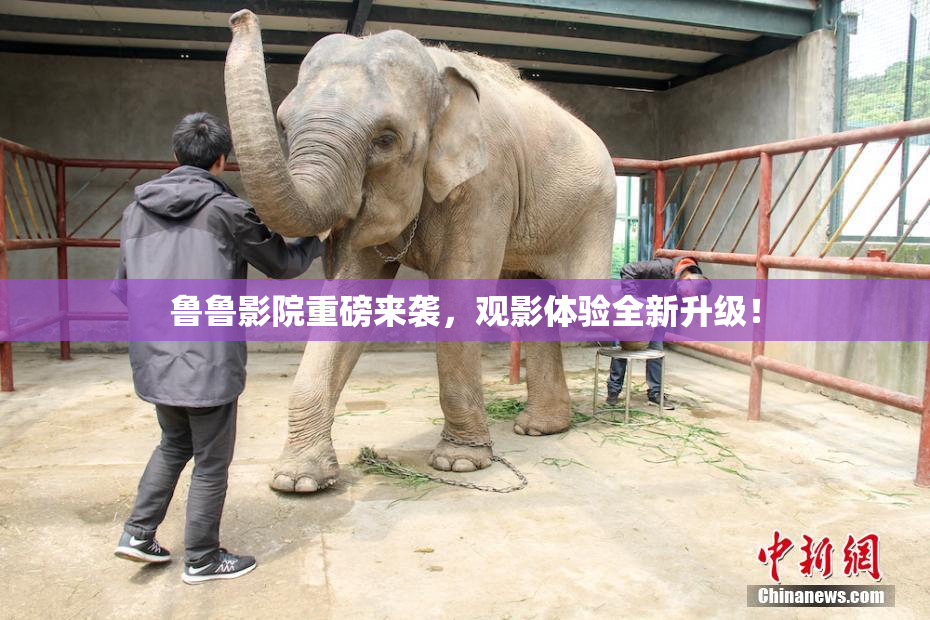 鲁鲁影院重磅来袭，观影体验全新升级！