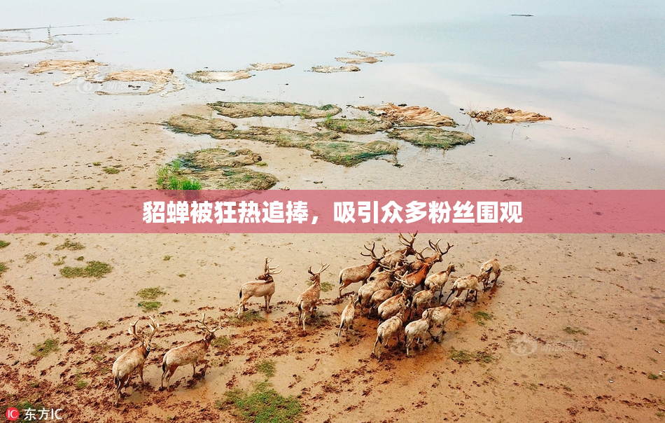 貂蝉被狂热追捧，吸引众多粉丝围观