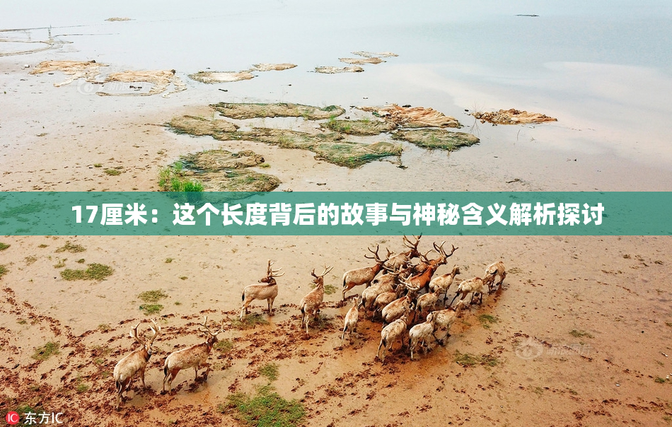 17厘米：这个长度背后的故事与神秘含义解析探讨