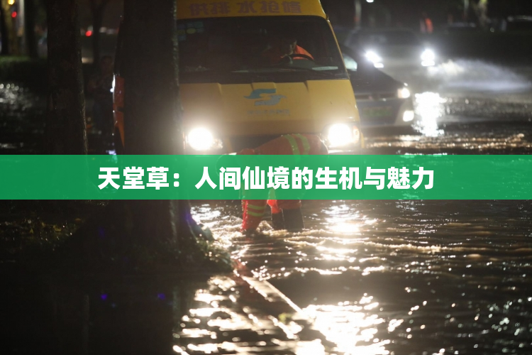 天堂草：人间仙境的生机与魅力