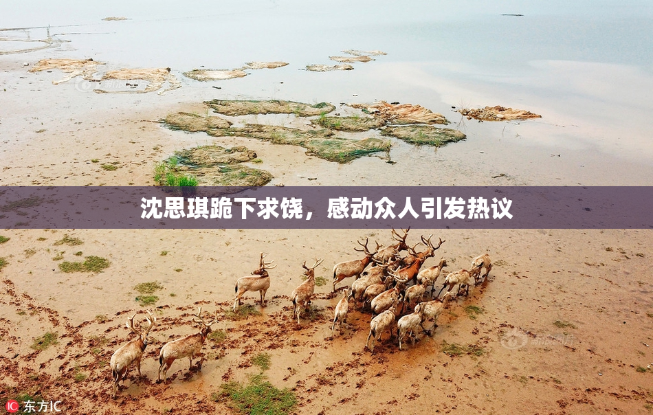 沈思琪跪下求饶，感动众人引发热议