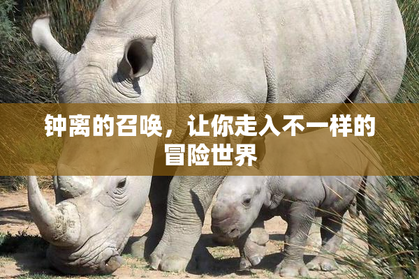 钟离的召唤，让你走入不一样的冒险世界
