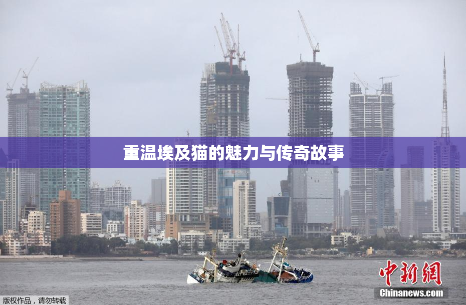 重温埃及猫的魅力与传奇故事