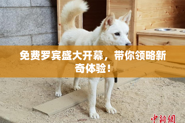 免费罗宾盛大开幕，带你领略新奇体验！