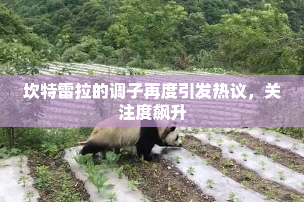 坎特雷拉的调子再度引发热议，关注度飙升