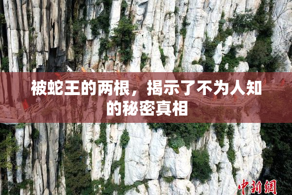 被蛇王的两根，揭示了不为人知的秘密真相