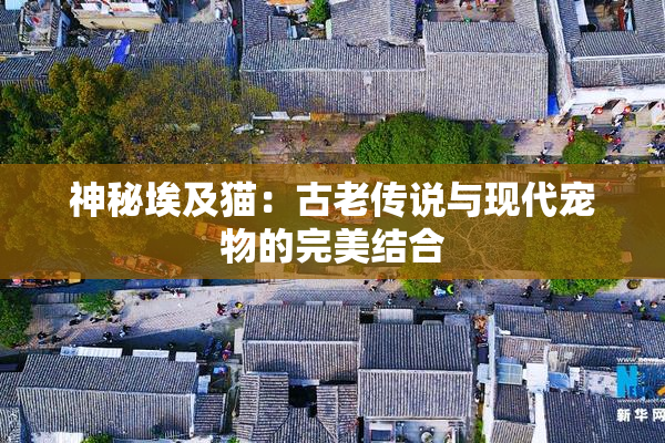神秘埃及猫：古老传说与现代宠物的完美结合