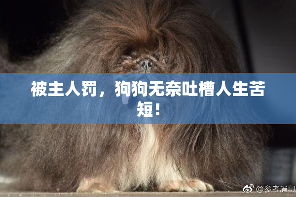 被主人罚，狗狗无奈吐槽人生苦短！