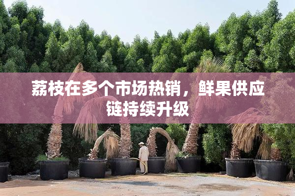 荔枝在多个市场热销，鲜果供应链持续升级