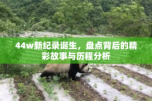 44w新纪录诞生，盘点背后的精彩故事与历程分析
