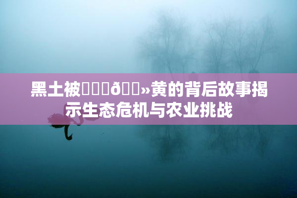 黑土被❌‌‌🐻黄的背后故事揭示生态危机与农业挑战