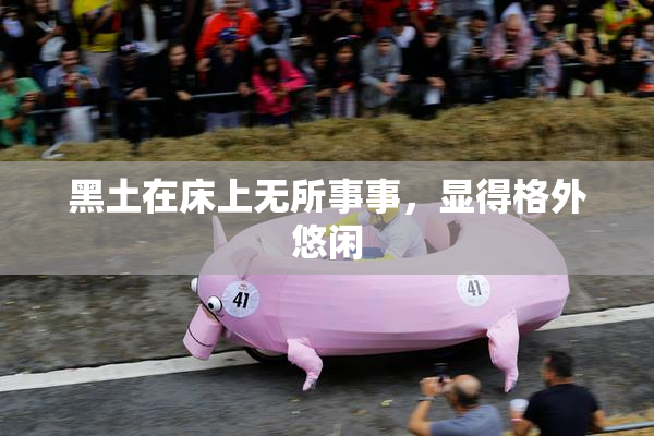 黑土在床上无所事事，显得格外悠闲