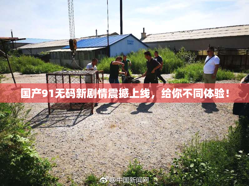 国产91无码新剧情震撼上线，给你不同体验！