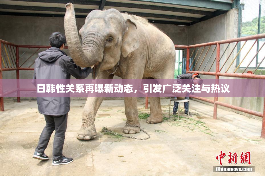 日韩性关系再曝新动态，引发广泛关注与热议