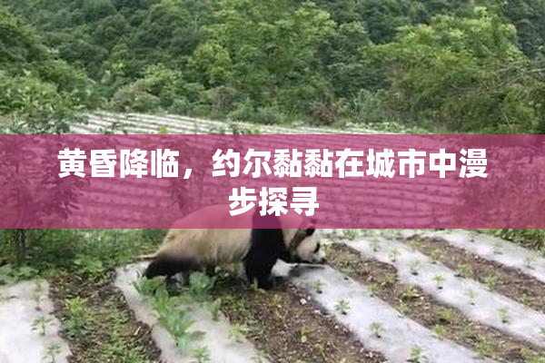 黄昏降临，约尔黏黏在城市中漫步探寻