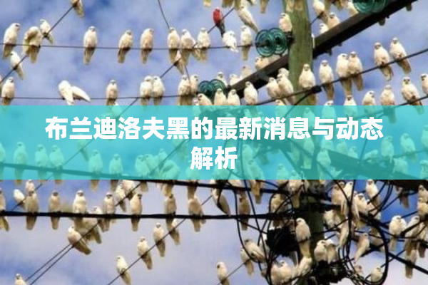 布兰迪洛夫黑的最新消息与动态解析