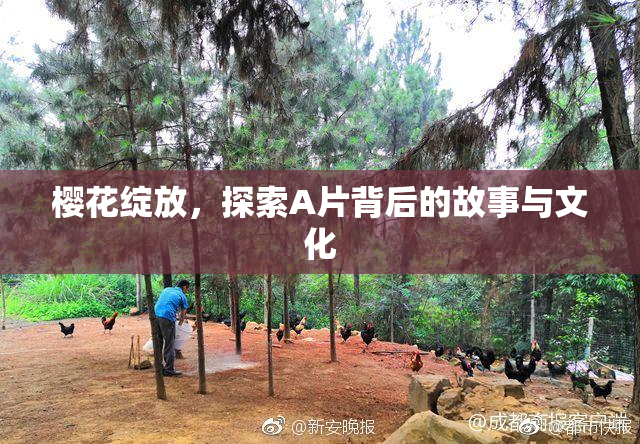 樱花绽放，探索A片背后的故事与文化
