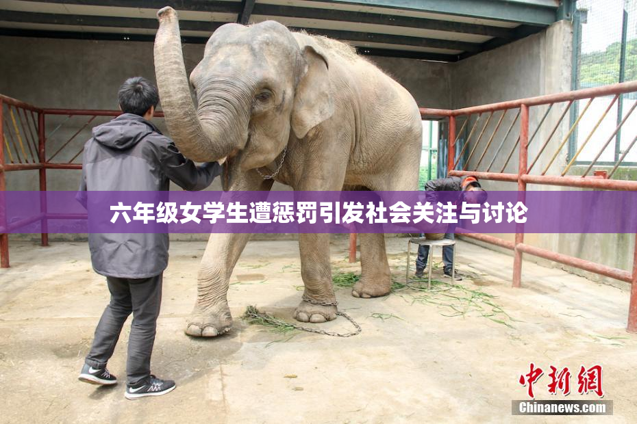 六年级女学生遭惩罚引发社会关注与讨论