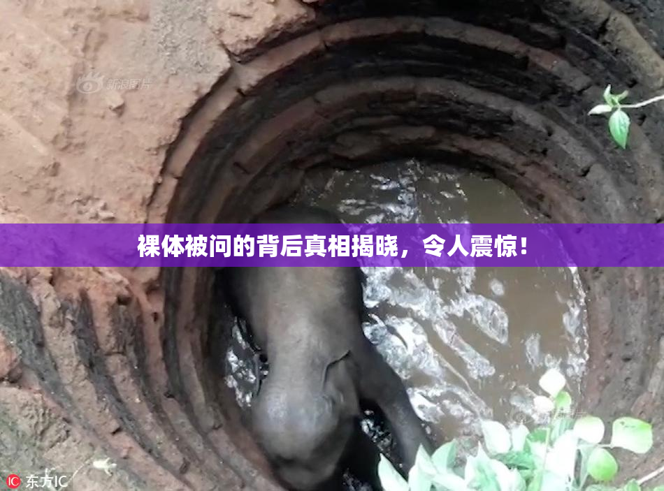 裸体被问的背后真相揭晓，令人震惊！