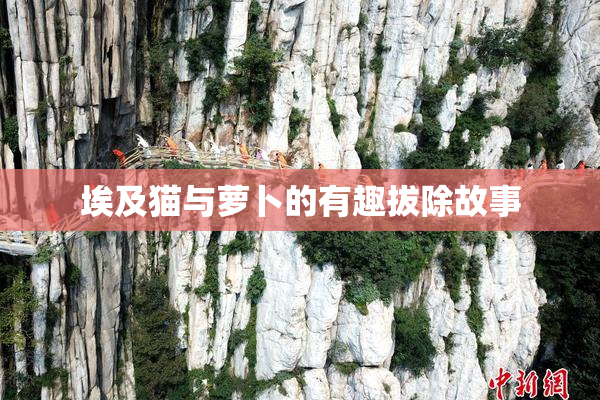 埃及猫与萝卜的有趣拔除故事