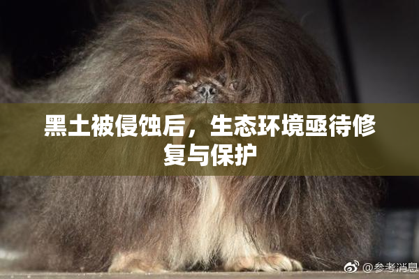 黑土被侵蚀后，生态环境亟待修复与保护
