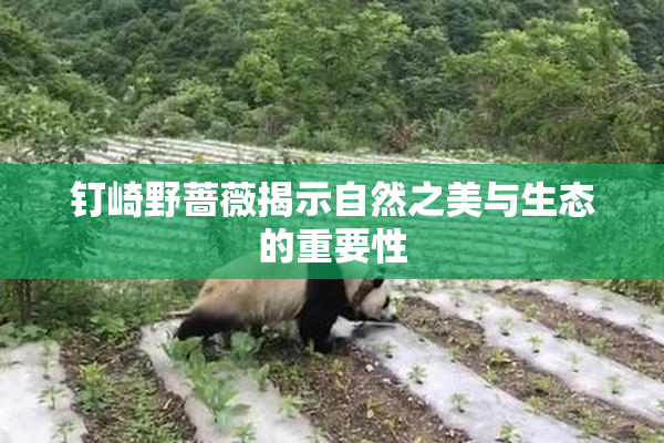 钉崎野蔷薇揭示自然之美与生态的重要性