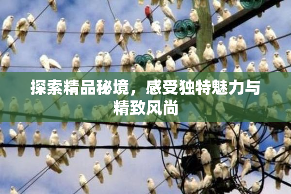 探索精品秘境，感受独特魅力与精致风尚