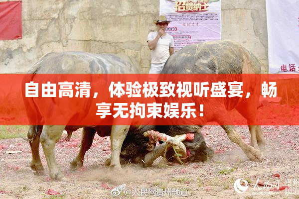 自由高清，体验极致视听盛宴，畅享无拘束娱乐！
