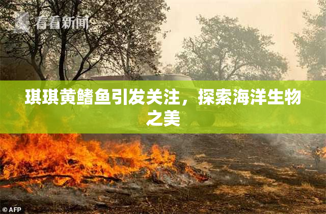 琪琪黄鳍鱼引发关注，探索海洋生物之美
