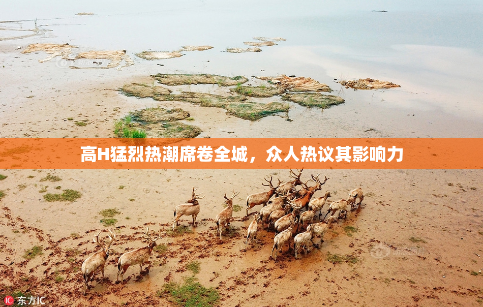 高H猛烈热潮席卷全城，众人热议其影响力