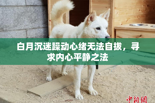 白月沉迷躁动心绪无法自拔，寻求内心平静之法