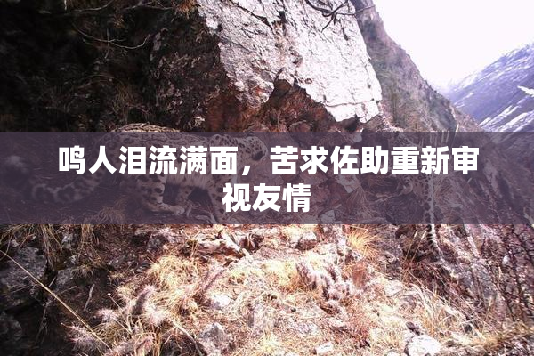 鸣人泪流满面，苦求佐助重新审视友情