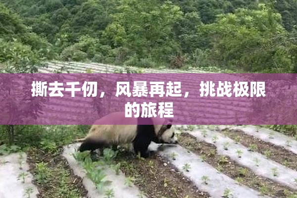 撕去千仞，风暴再起，挑战极限的旅程