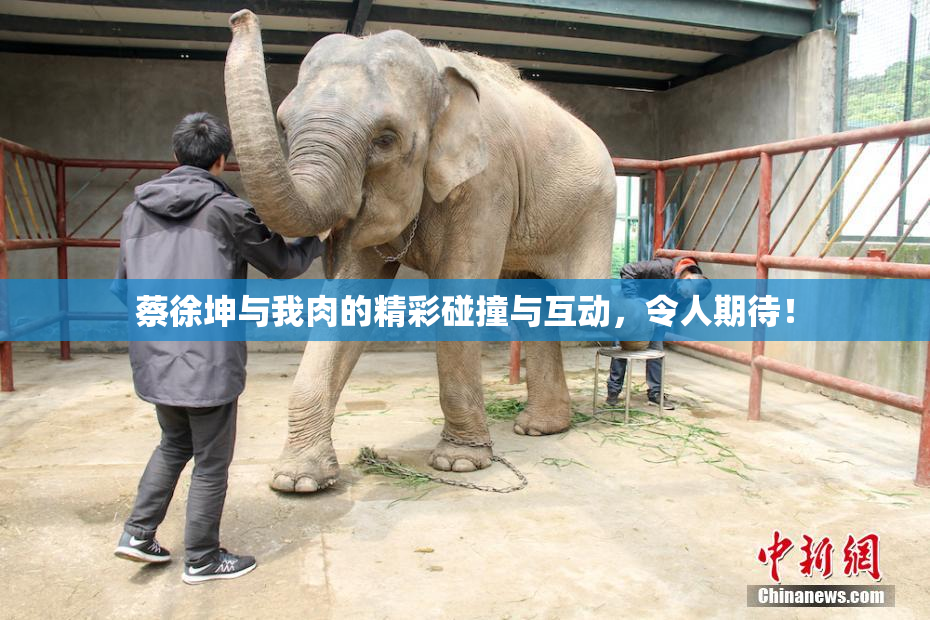 蔡徐坤与我肉的精彩碰撞与互动，令人期待！