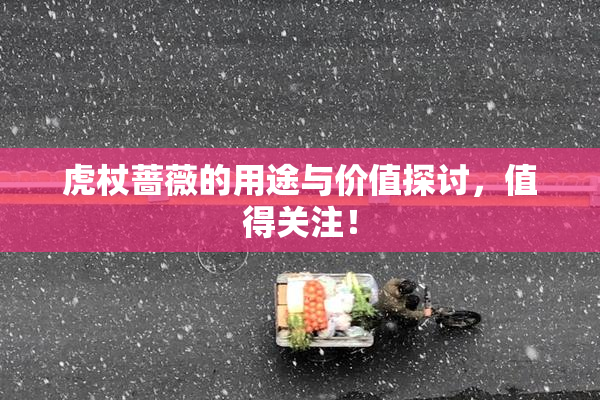虎杖蔷薇的用途与价值探讨，值得关注！