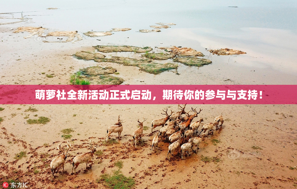 萌萝社全新活动正式启动，期待你的参与与支持！