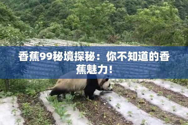香蕉99秘境探秘：你不知道的香蕉魅力！