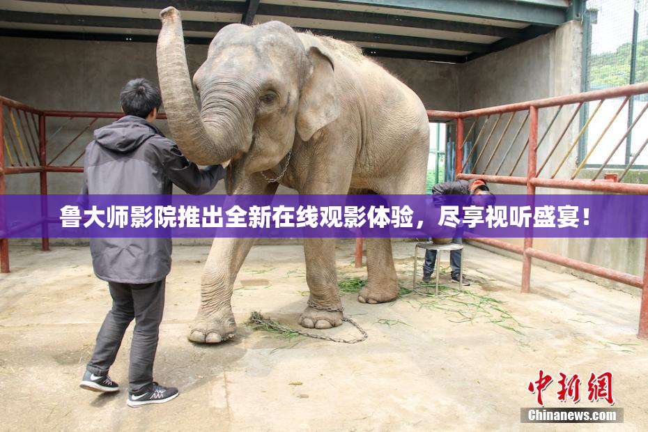 鲁大师影院推出全新在线观影体验，尽享视听盛宴！
